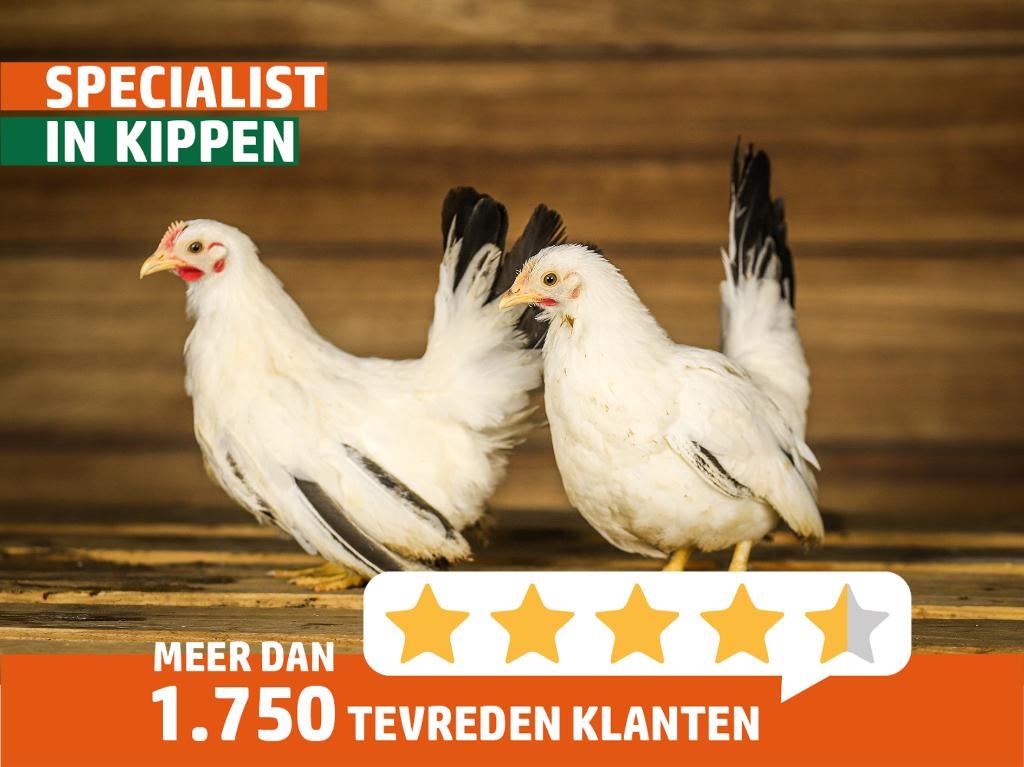 Chabo krielkippen | Rustige krielkip | Kleine kippen, Dieren en Toebehoren, Pluimvee, Vrouwelijk, Kip