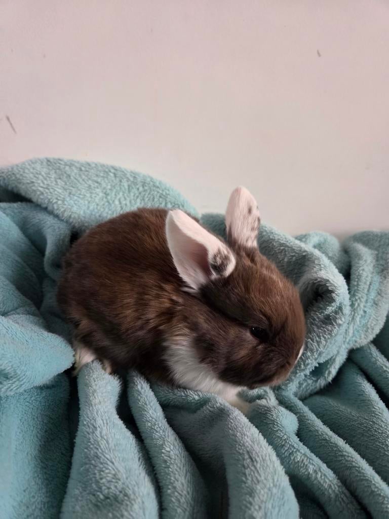 Baby konijntjes, Meerdere dieren, Middelgroot