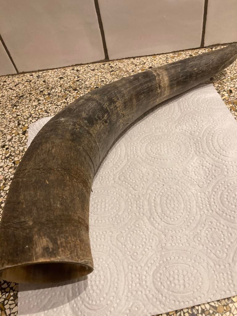 Hoorn van dier, Ophalen of Verzenden