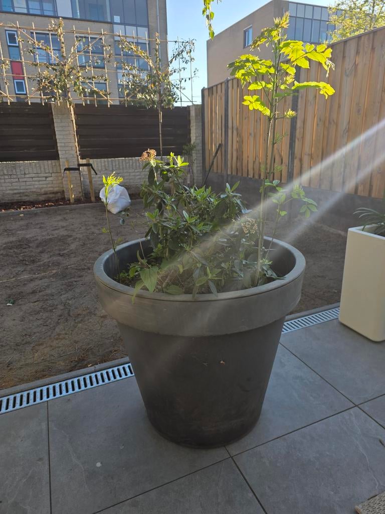 Gratis XXL bloempot, Tuin en Terras, Planten | Tuinplanten, Overige soorten, Volle zon, Ophalen of Verzenden