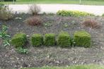 buxus, Ophalen, Buxus, Struik, Minder dan 100 cm