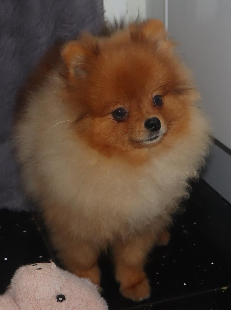 Mini Pomeranian/Pomeriaan Reutje geboren in Nederland, Dieren en Toebehoren, Honden | Poolhonden, Keeshonden en Oertypen, Keeshond
