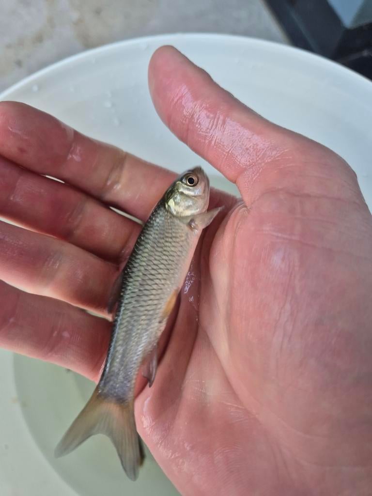 Graskarpers 6 tot 9 cm, Dieren en Toebehoren, Karper of Koi