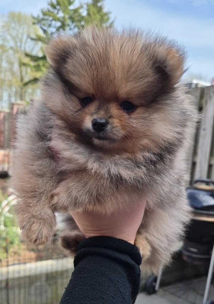 Pomeriaan reutje, Keeshond, HCC (leverziekte), Reu, 8 tot 15 weken