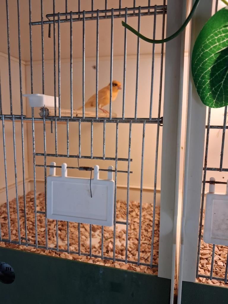 Te koop mooie kanarie man  2026, Dieren en Toebehoren, Vogels | Kanaries, Mannelijk, Kleurkanarie