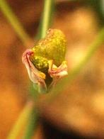 Caudex Aff Eriospermum Abyssinicum oorsprong uit Tanzania, Overige soorten, Ophalen of Verzenden, In pot, Minder dan 100 cm