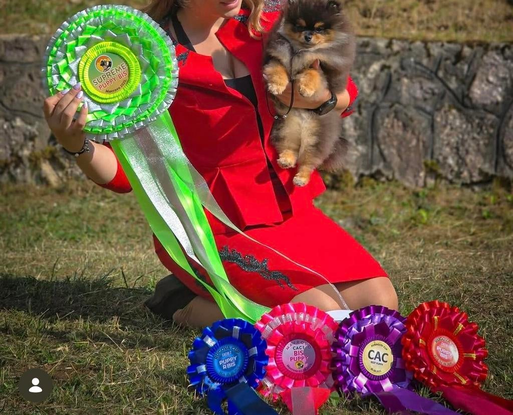 prachtige Pomeranian-puppy's, Dieren en Toebehoren, Honden | Poolhonden, Keeshonden en Oertypen, Particulier, Keeshond, Reu, 8 tot 15 weken