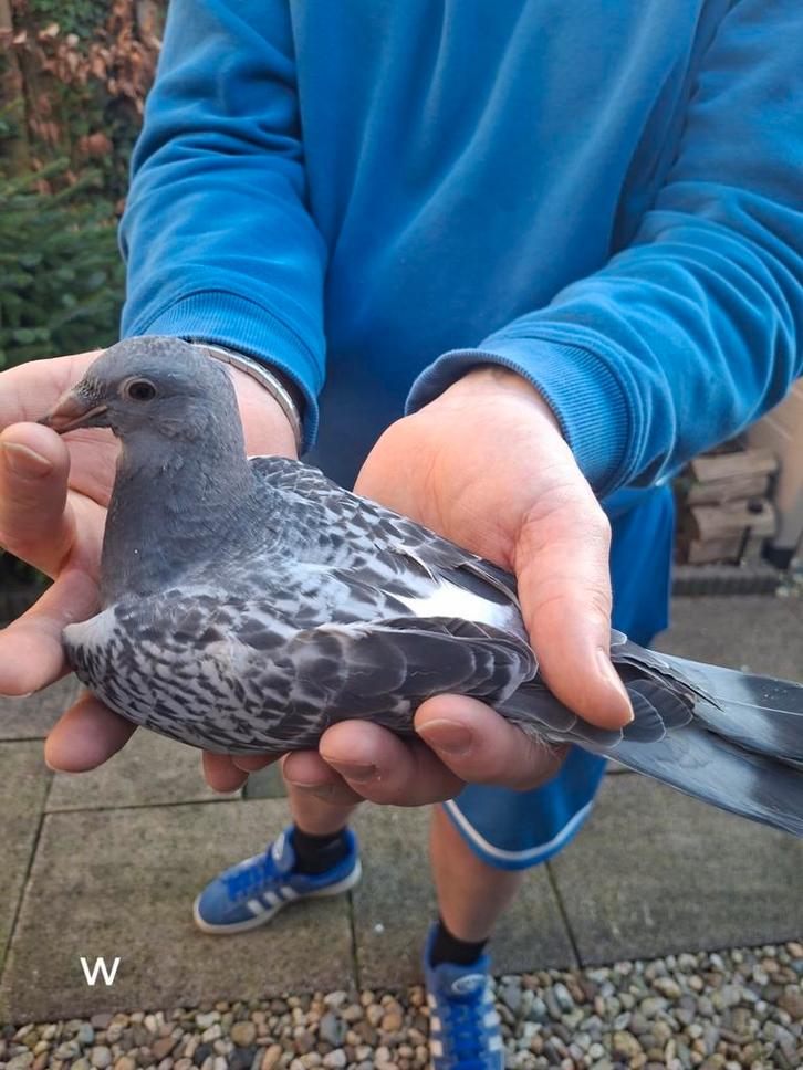 2 prachtige jonge duiven te koop, Dieren en Toebehoren, Vogels | Duiven, Postduif, Meerdere dieren