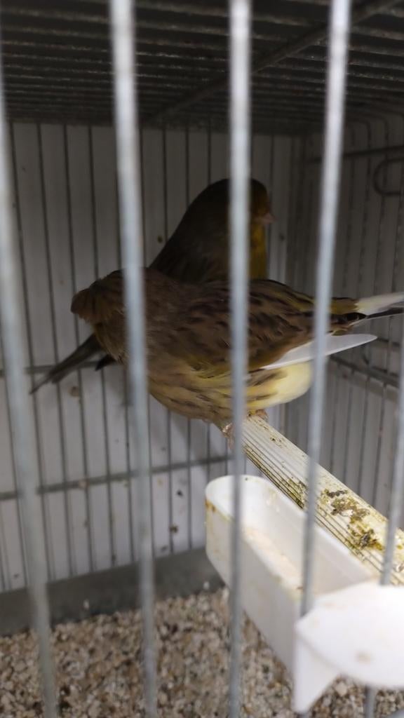 Mooi span TT waardige Glosters van 2025, Dieren en Toebehoren, Meerdere dieren