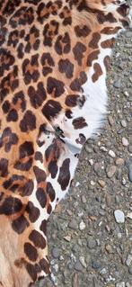 Echte vacht / huid uit nalatenschap verkregen., Ophalen of Verzenden, Gebruikt, Hond of Kat, Overige typen