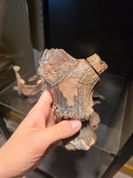 Gewei met bewerkingssporen Noordzee fossiel, Ophalen of Verzenden, Fossiel