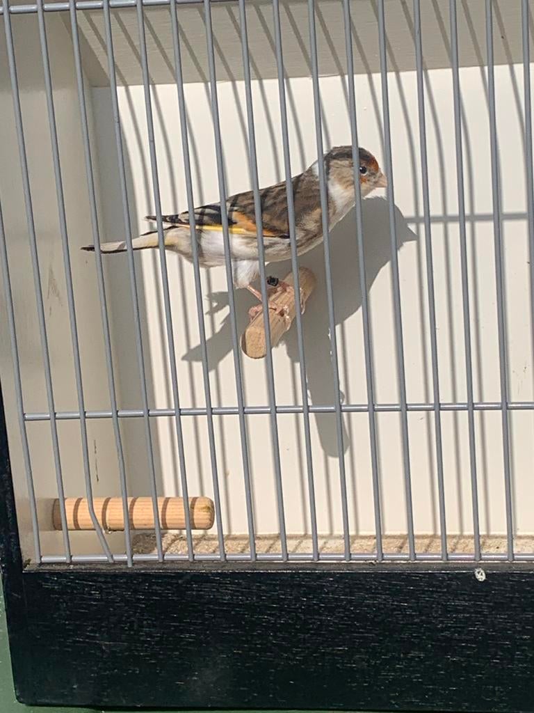 Bastaard putter, Vrouwelijk, Wildzangvogel, Geringd