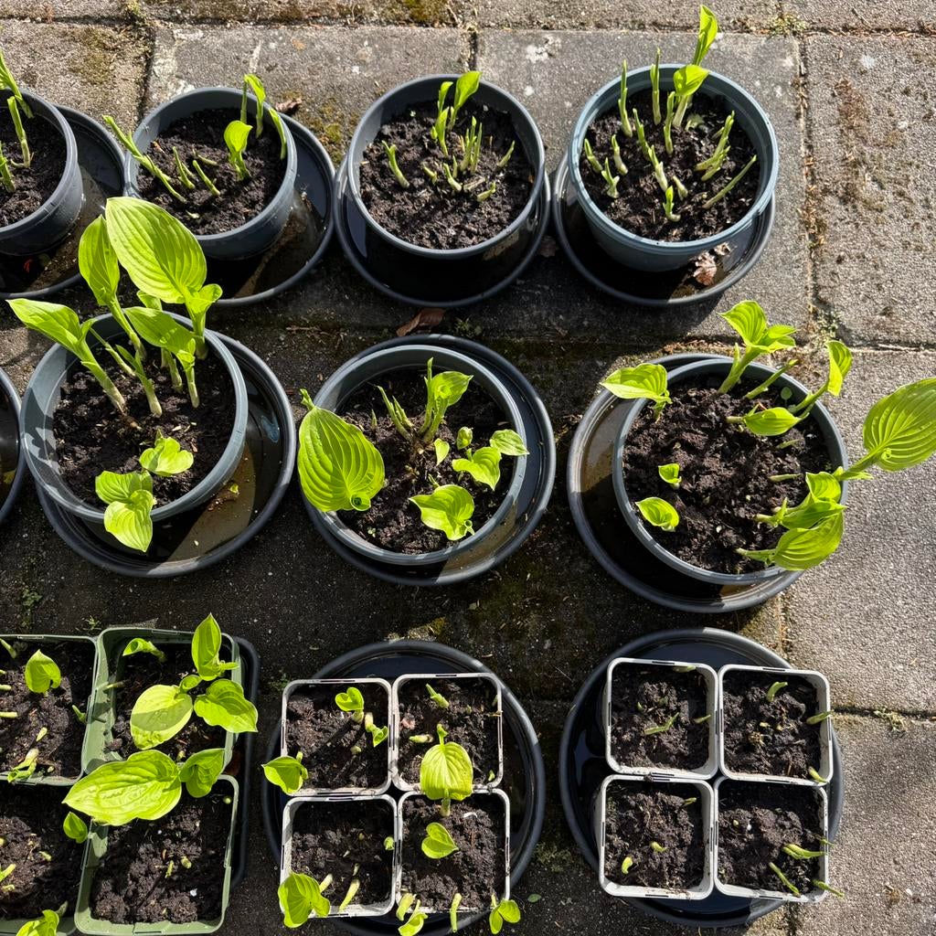 Hosta’s in verschillende potmaten, Tuin en Terras, Planten | Tuinplanten, Ophalen, Bodembedekkers, Vaste plant, Halfschaduw