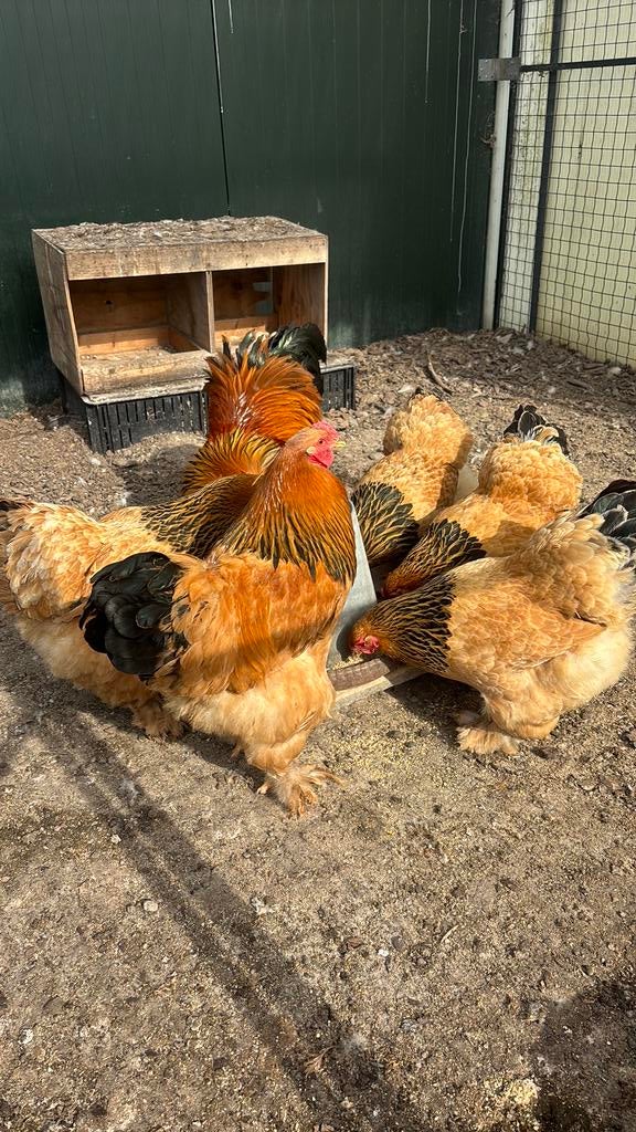 Brhama haan, Mannelijk, Kip