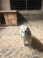 golden retriever, 6 jaar of ouder, Golden retriever, België, Particulier