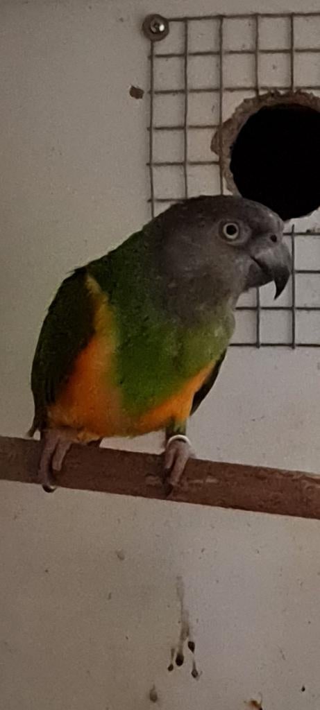 Bonte boer man 2016, Dieren en Toebehoren, Mannelijk, Papegaai