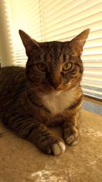 Lieve poes zoekt een thuis zonder andere dieren/kinderen., Dieren en Toebehoren, Katten en Kittens | Raskatten | Korthaar, Poes