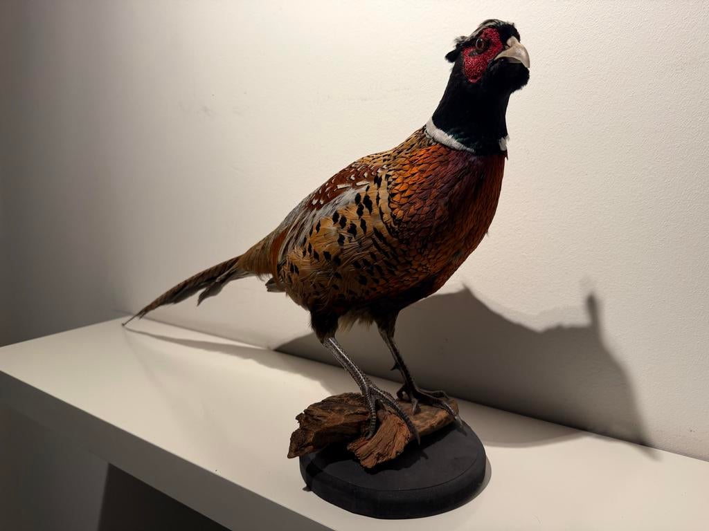 Prachtige opgezette fazantenhaan - Decoratief object, Ophalen, Gebruikt, Vogel, Opgezet dier