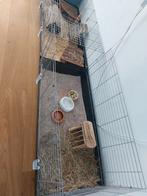 Knaagdierenhok, Ophalen, 60 tot 90 cm, Hok, Cavia