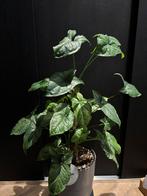 Syngonium Mojito Mottled - Zeldzame kamerplant!, Huis en Inrichting, Kamerplanten, Ophalen, Overige soorten, Halfschaduw, In pot