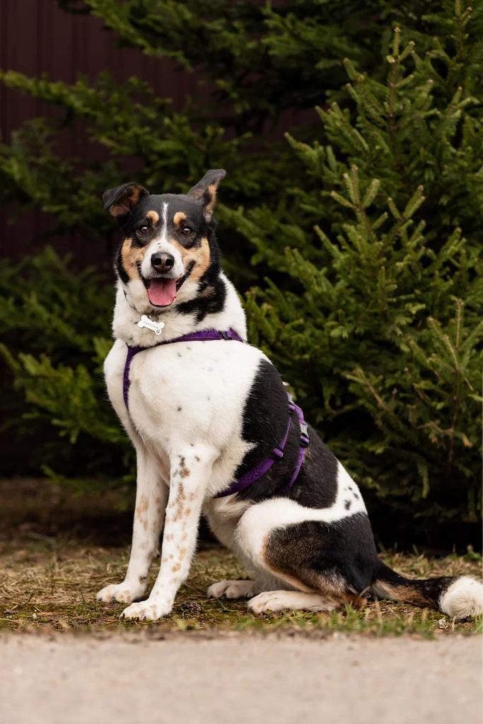 Alice een asielhond, zoekt een familie, Dieren en Toebehoren, Honden | Niet-rashonden, Middel, Teef, Particulier, Eén hond, Buitenland