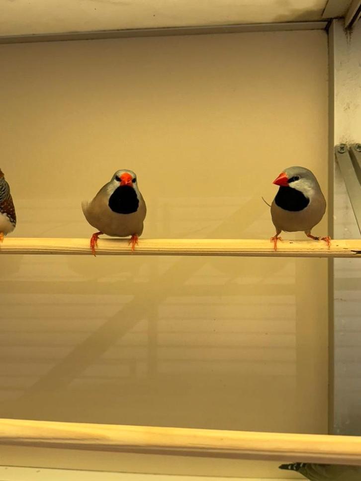 Te koop koppel spitsstaarten, Dieren en Toebehoren, Vogels | Overige Vogels, Tropenvogel, Meerdere dieren