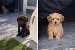 Maltipoo pup choco reutje, Dieren en Toebehoren, 8 tot 15 weken, Parvo, Meerdere, Nederland