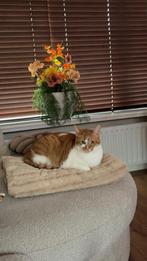 Kat te koop, Dieren en Toebehoren, Katten en Kittens | Overige Katten, Kater