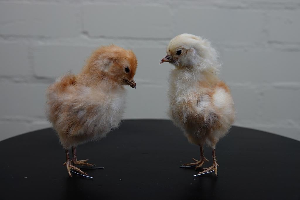 kuikens pasen opgezette taxidermy kip chick, Ophalen, Zo goed als nieuw, Hert, Gewei of Kop