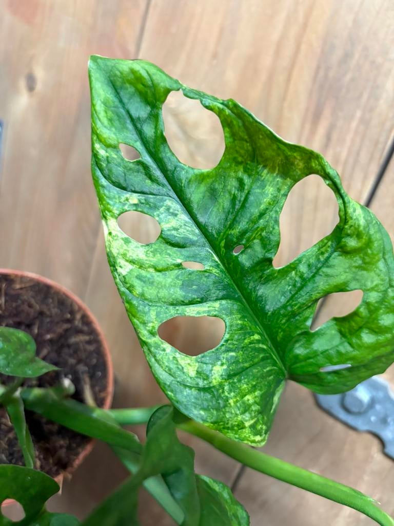 Monstera adansonii monkeymask plant albo white wit mint, Huis en Inrichting, Kamerplanten, Ophalen of Verzenden, Halfschaduw, Minder dan 100 cm