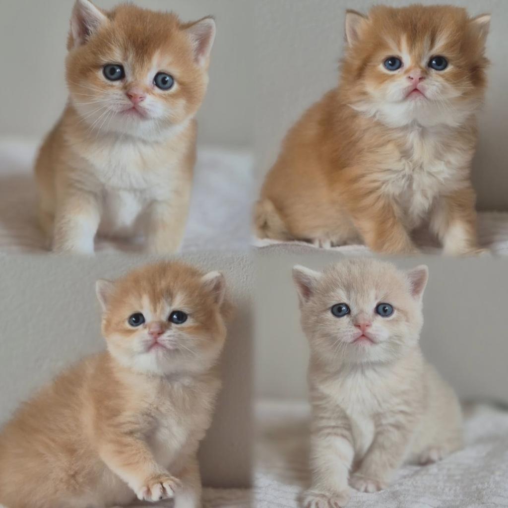 Prachtige BKH/BLH kittens – golden kleuren – met stamboom, Dieren en Toebehoren, Katten en Kittens | Raskatten | Korthaar, Meerdere dieren