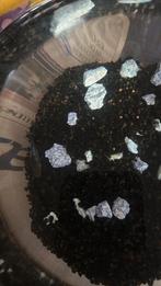 Gratis afhalen plati vis, Dieren en Toebehoren, Vissen | Aquariumvissen, Vis