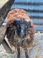 Ouessant ram, Mannelijk, Schaap