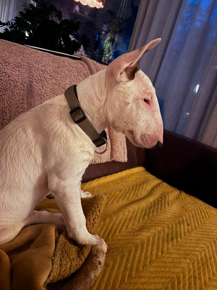 3 Standaard Bullterrier Pups met stamboom, Dieren en Toebehoren, Honden | Jack Russells en Terriërs, Teef, Bull Terriër, Particulier