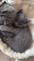 Lieve Britse Korthaar Kittens, Dieren en Toebehoren, Meerdere dieren, Ontwormd, 0 tot 2 jaar