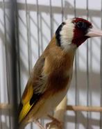 Parva putter Man 2025 geringd, Dieren en Toebehoren, Mannelijk, Wildzangvogel, Geringd