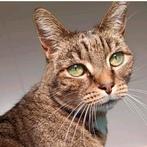 Gezocht kitten, Poes