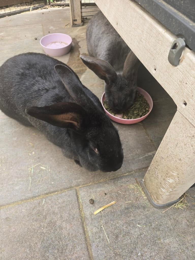 Duitse reusjes, Dieren en Toebehoren, Konijnen, Vrouwelijk