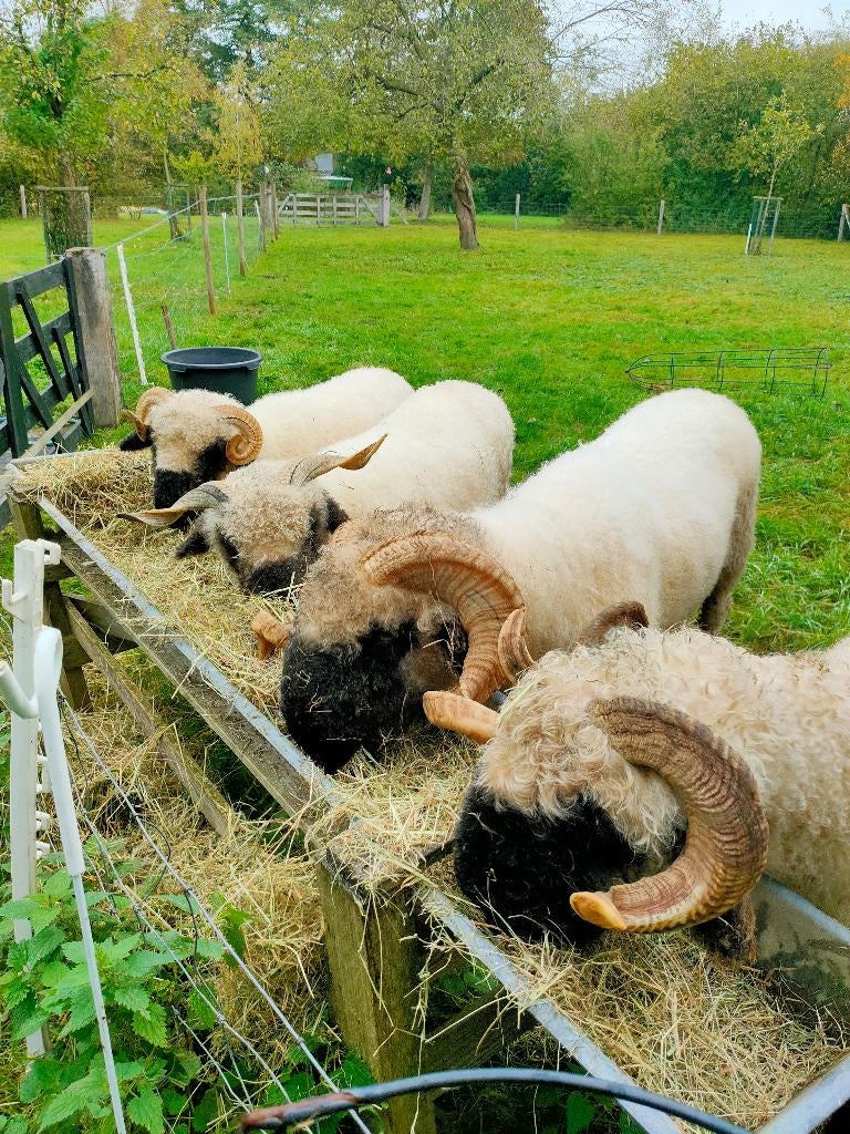 Koppel walliser schwarznase stamboek, Meerdere dieren, Schaap