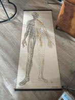 Antieke schoolplaat menselijk lichaam - zenuwstelsel, Ophalen of Verzenden, Natuur en Biologie