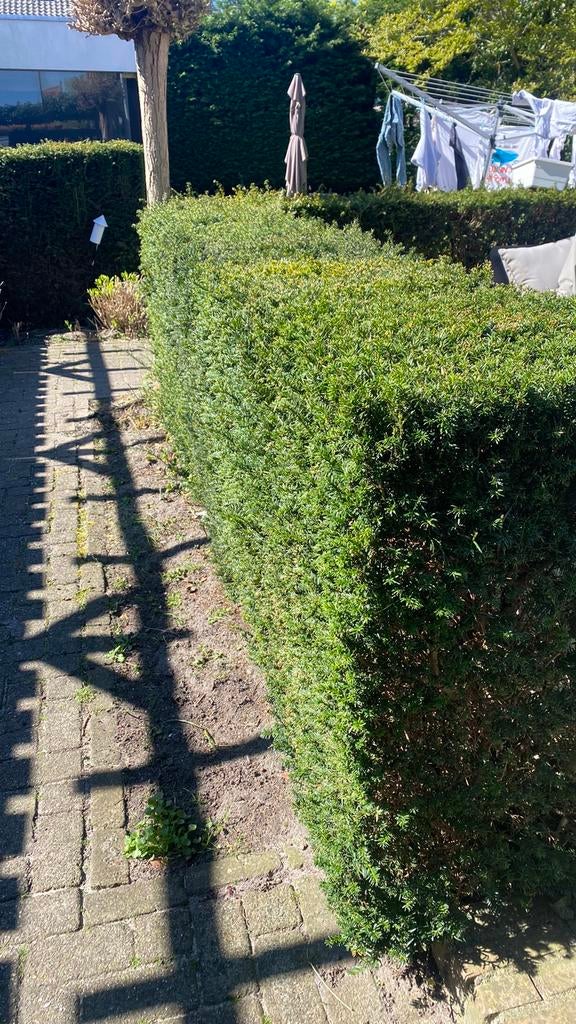 Taxus, Tuin en Terras, Ophalen, Taxus