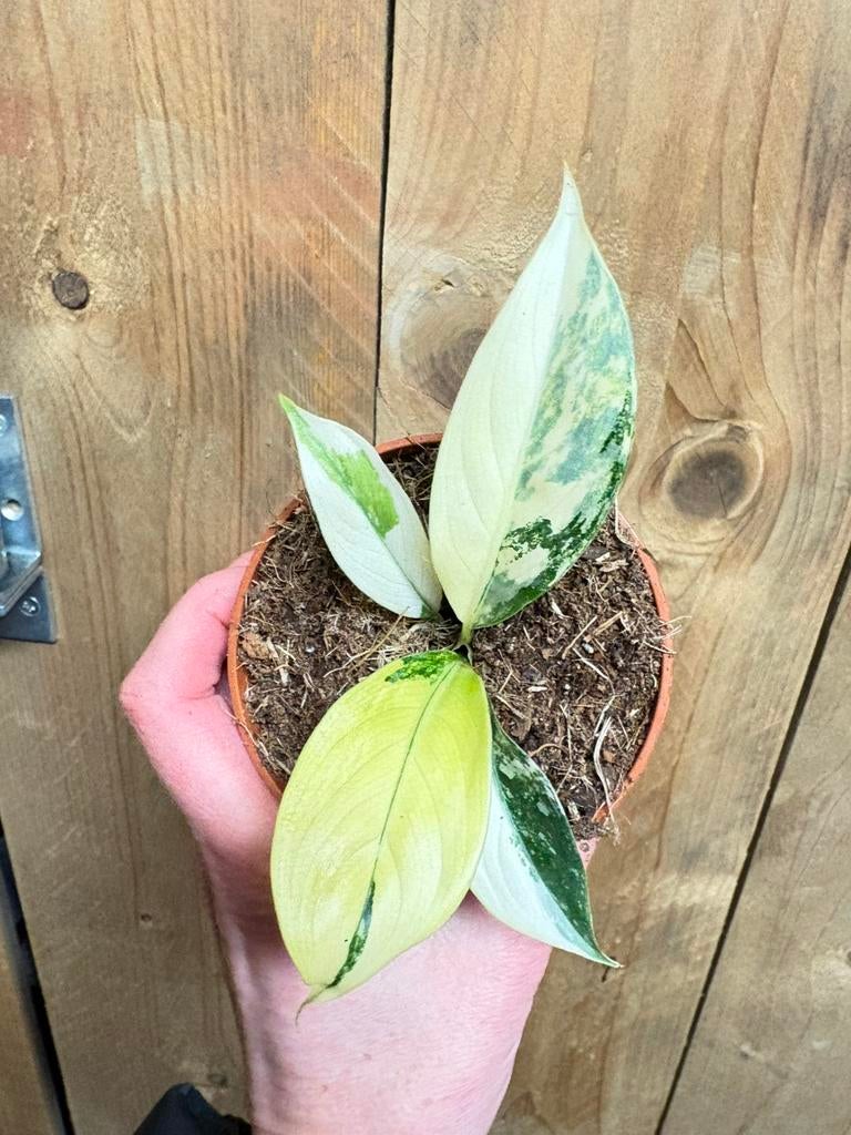 Dieffenbachia seguine variegata plant albo aurea tricolor, Ophalen of Verzenden, Halfschaduw, Minder dan 100 cm