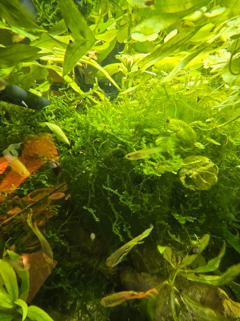 Java mos / javamos, Ophalen of Verzenden, Nieuw, Plant(en), Steen of Hout