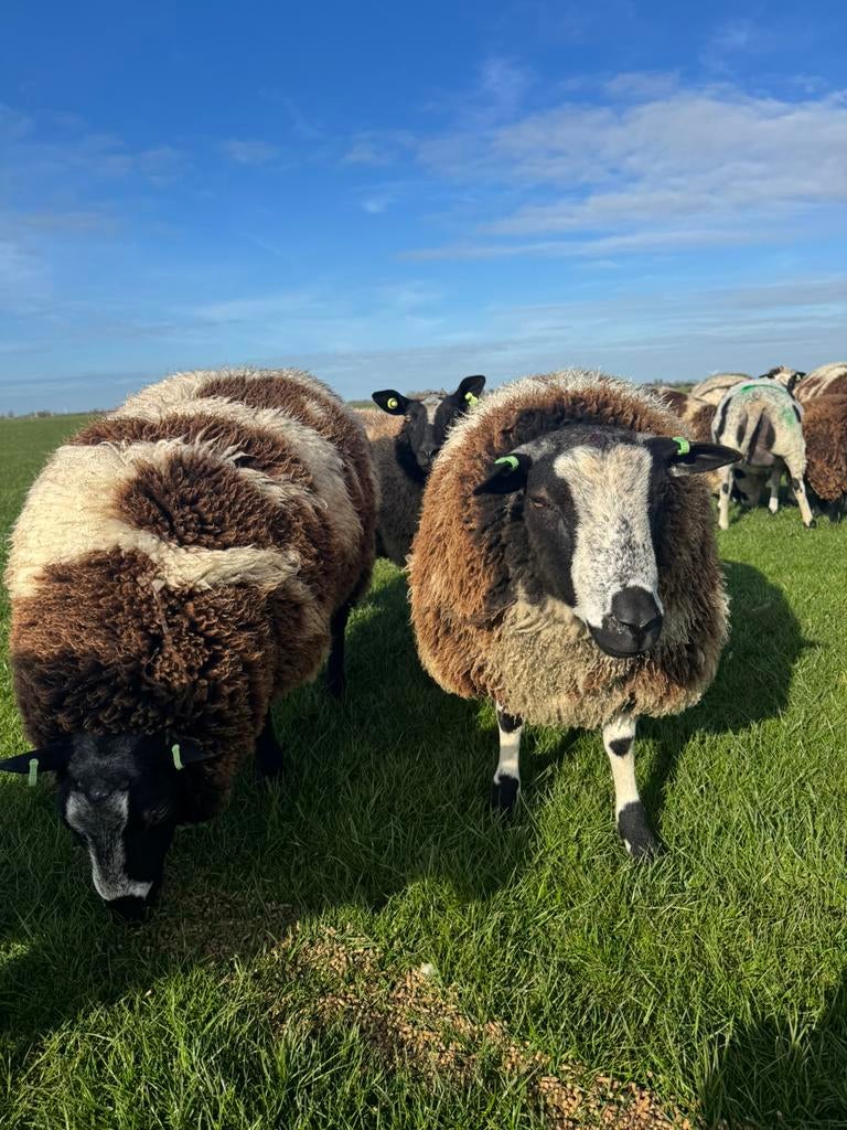 Beste bonte dekrammen van 2025, Mannelijk, Schaap
