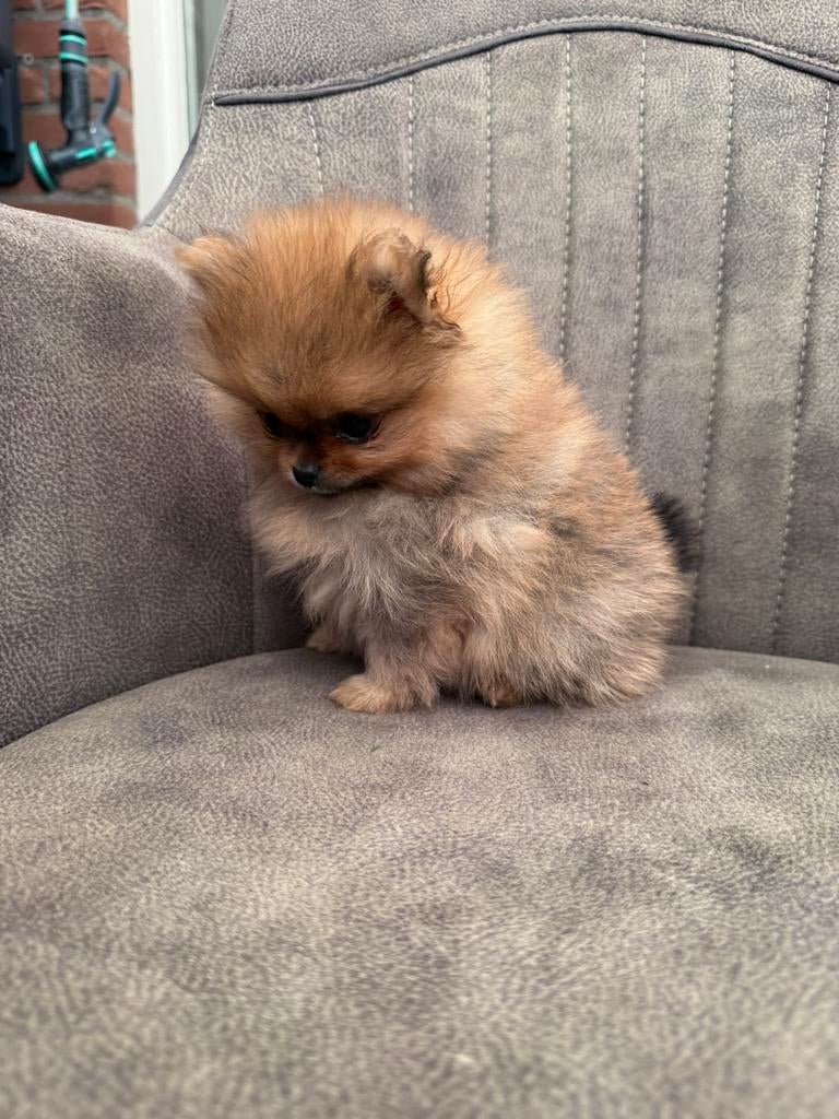 zeer kleine pomeranian pups (NL gefokt) stamboom, Dieren en Toebehoren, Parvo, Keeshond, 8 tot 15 weken, Meerdere