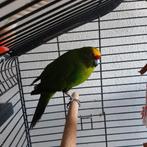 Kakariki zoekt maatje, Dieren en Toebehoren, Vogels | Parkieten en Papegaaien