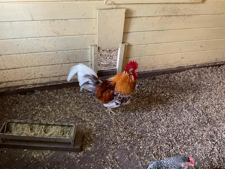 MOOIE SUSSEX HAAN, Dieren en Toebehoren, Pluimvee, Kip, Mannelijk