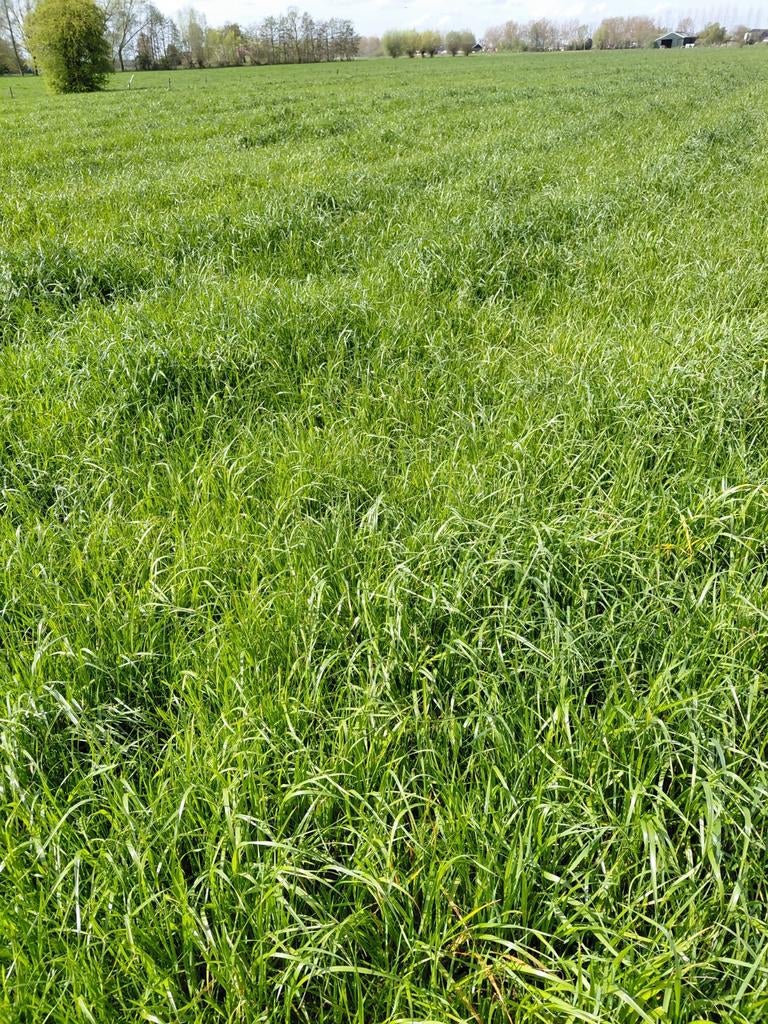 Gras op stam gevraagd