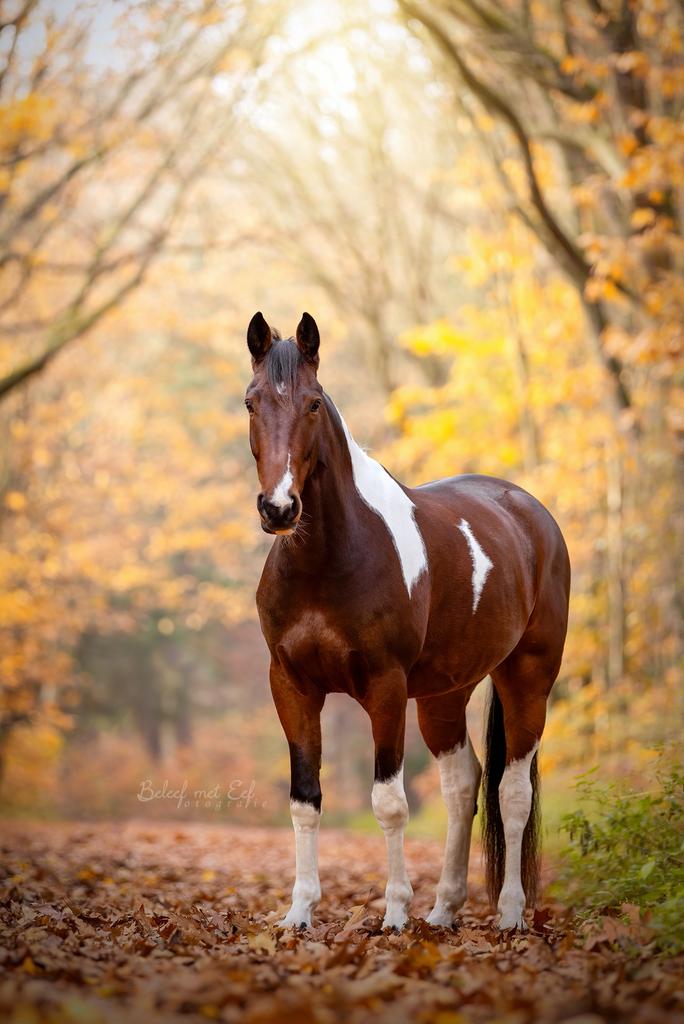 Verzorgpaard, lease paard aangeboden bijrijder gezocht, Diensten en Vakmensen, Verzorging of Verzorgpony's