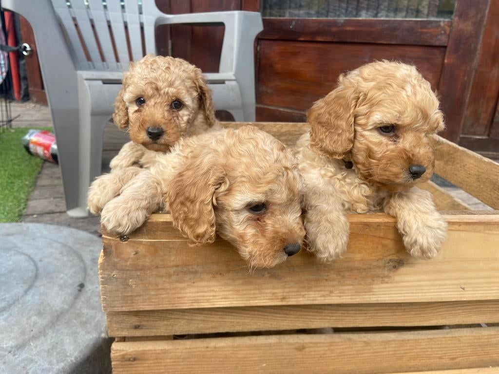 Dwergpoedeltjes Abrikoos, Dieren en Toebehoren, Honden | Chihuahua's en Gezelschapshonden, Poedel, HCC (leverziekte), 8 tot 15 weken